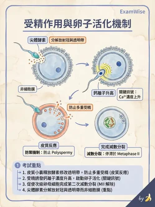放射 - 生殖生理 - AI 圖文解析預覽