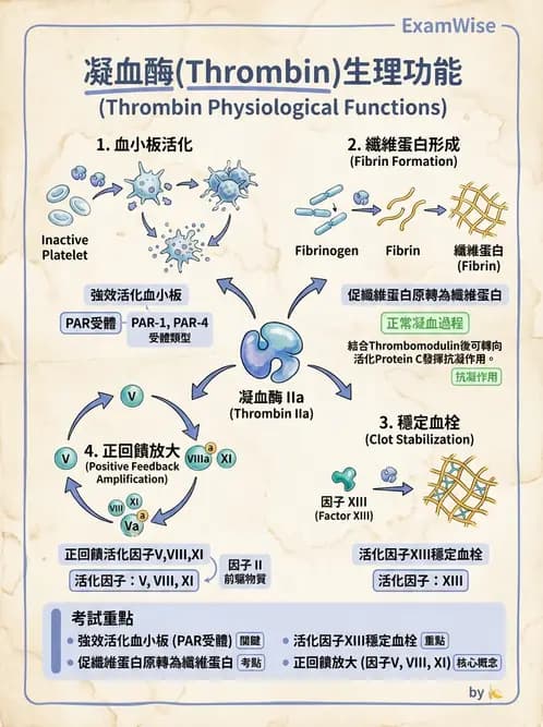 放射 - 血液及免疫生理 - AI 圖文解析預覽