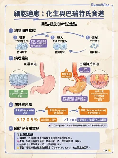 放射 - 口腔及腸胃道疾病 - AI 圖文解析預覽