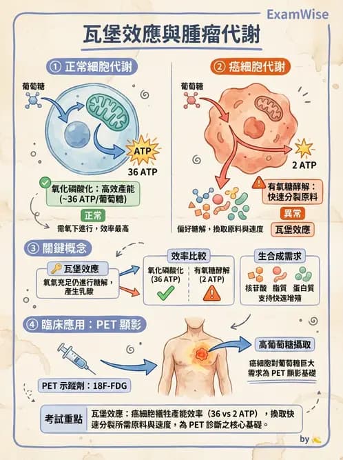 放射 - 惡性腫瘤 - AI 圖文解析預覽