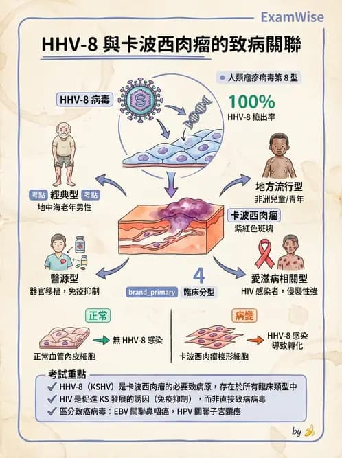 放射 - 心臟及血管疾病 - AI 圖文解析預覽