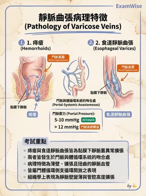 放射 - 口腔及腸胃道疾病 - AI 圖文解析預覽