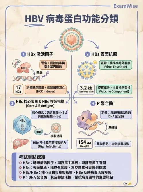 放射 - 肝臟、膽道及胰臟疾病 - AI 圖文解析預覽