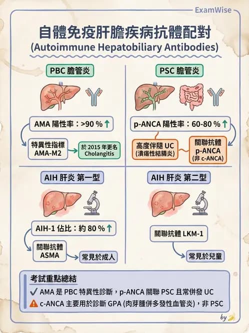 放射 - 肝臟、膽道及胰臟疾病 - AI 圖文解析預覽