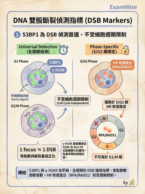 放射 - DNA損傷修復與細胞效應 - AI 圖文解析預覽