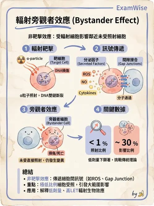 放射 - DNA損傷修復與細胞效應 - AI 圖文解析預覽