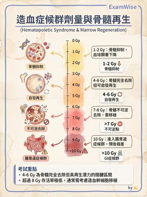 放射 - 全身性輻射效應 - AI 圖文解析預覽