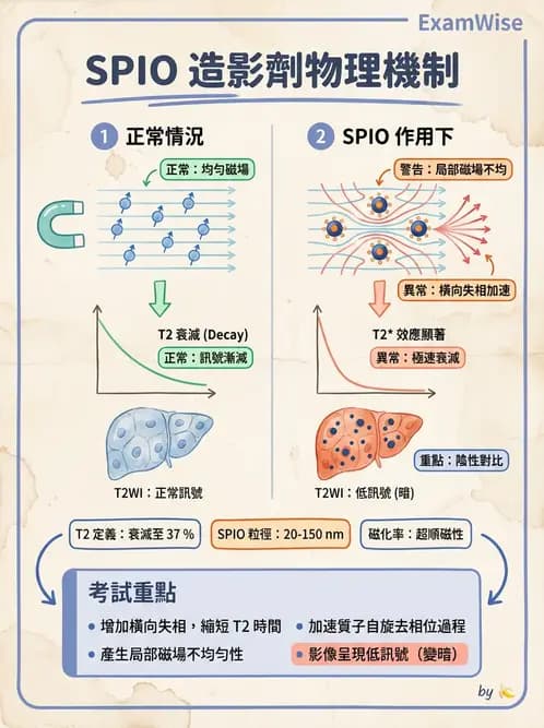 放射 - 磁振造影原理 - AI 圖文解析預覽