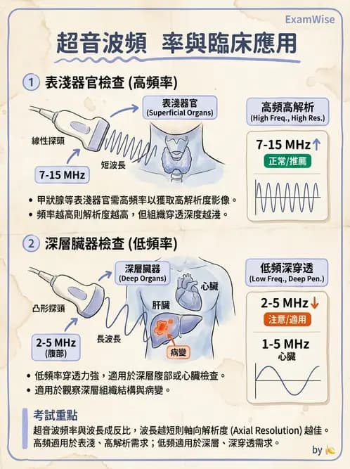 放射 - 泌尿生殖與小器官超音波 - AI 圖文解析預覽