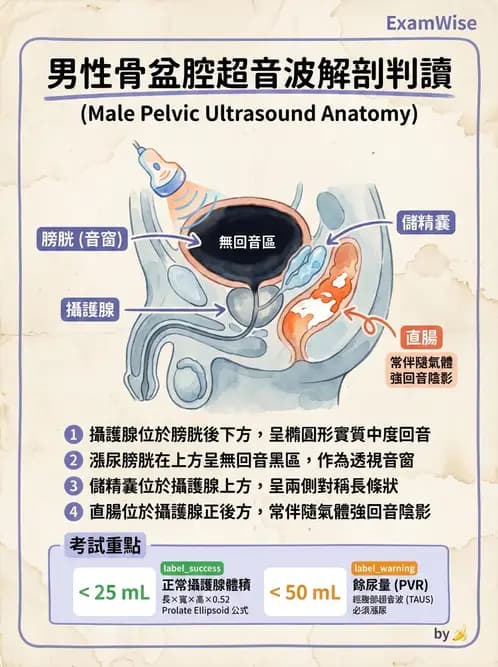 放射 - 泌尿生殖與小器官超音波 - AI 圖文解析預覽