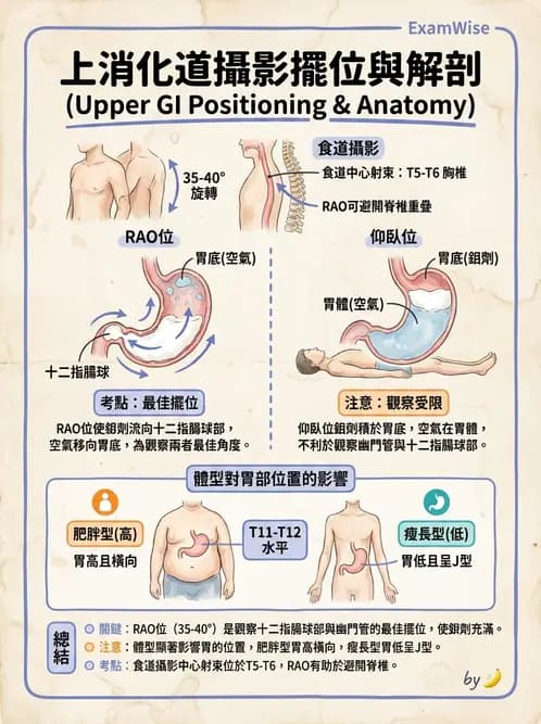 放射 - 消化道造影 - AI 圖文解析預覽