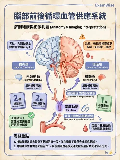 放射 - 血管攝影原理與解剖 - AI 圖文解析預覽