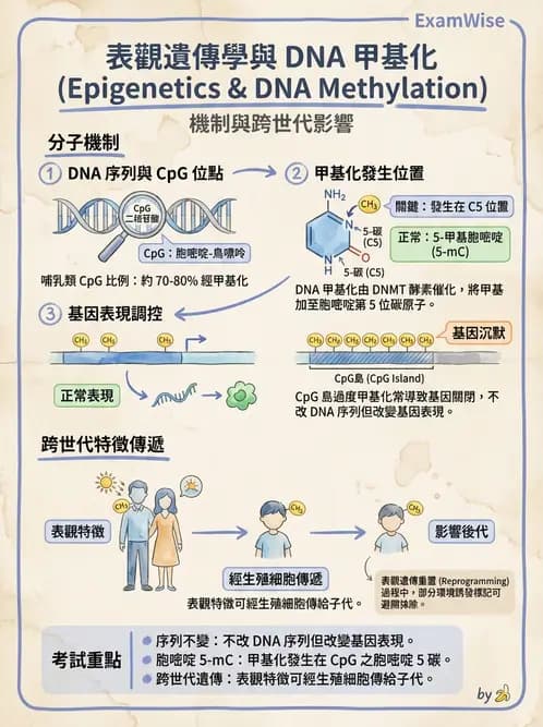 放射 - 輻射生物分子技術 - AI 圖文解析預覽