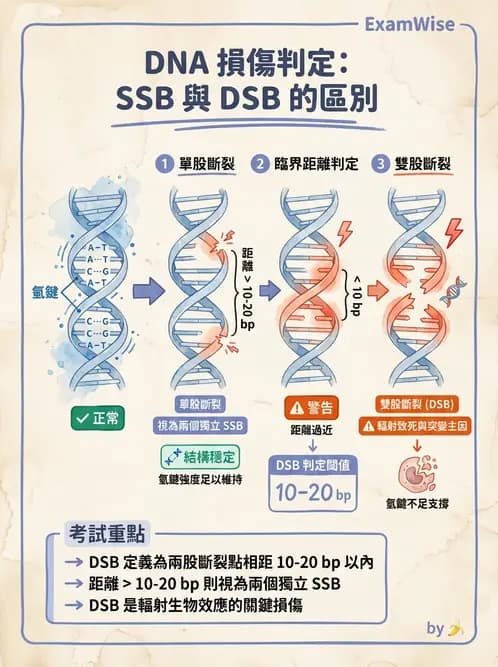 放射 - DNA傷害與修復 - AI 圖文解析預覽