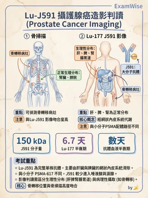 放射 - 標靶受體腫瘤造影 - AI 圖文解析預覽