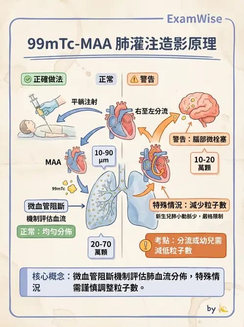 放射 - 肺部與感染造影 - AI 圖文解析預覽