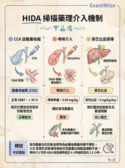 放射 - 肝膽造影 - AI 圖文解析預覽