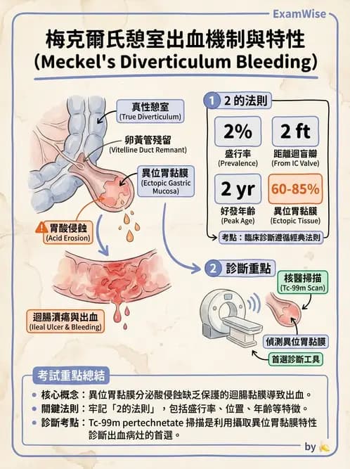 放射 - 消化道造影 - AI 圖文解析預覽