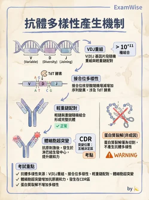 放射 - 抗體製備與標幟技術 - AI 圖文解析預覽
