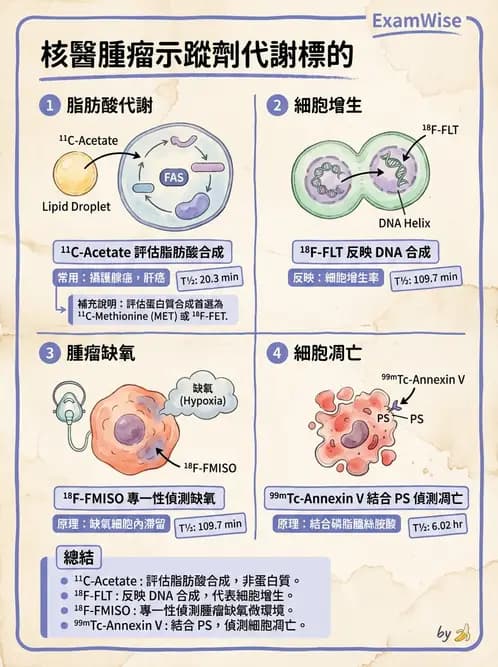 放射 - 腫瘤PET藥物 - AI 圖文解析預覽