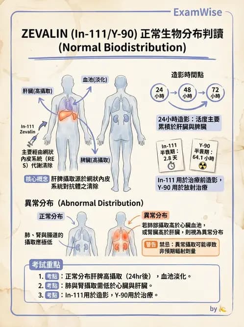 放射 - 治療用核醫藥物 - AI 圖文解析預覽