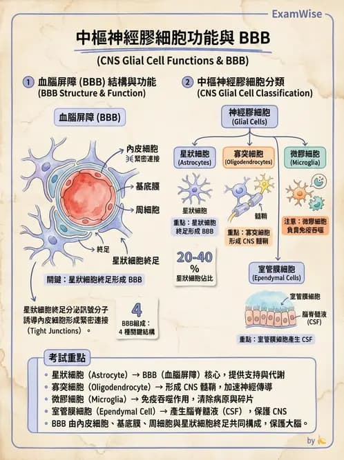 放射 - 神經生理 - AI 圖文解析預覽