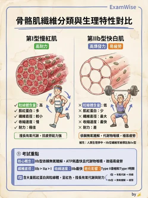 放射 - 肌肉及代謝生理 - AI 圖文解析預覽