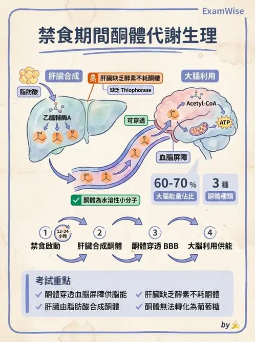 放射 - 肌肉及代謝生理 - AI 圖文解析預覽
