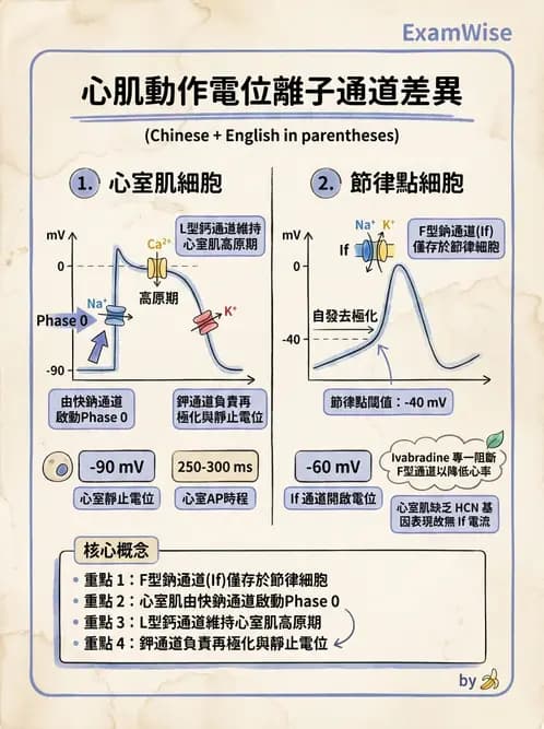 放射 - 心血管生理 - AI 圖文解析預覽