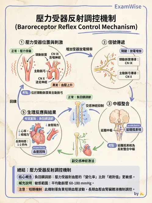 放射 - 心血管生理 - AI 圖文解析預覽