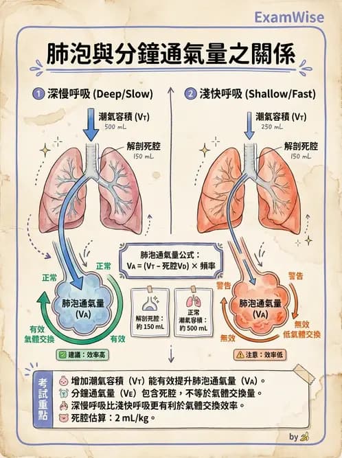 放射 - 呼吸生理 - AI 圖文解析預覽