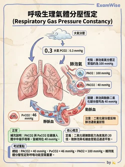放射 - 呼吸生理 - AI 圖文解析預覽
