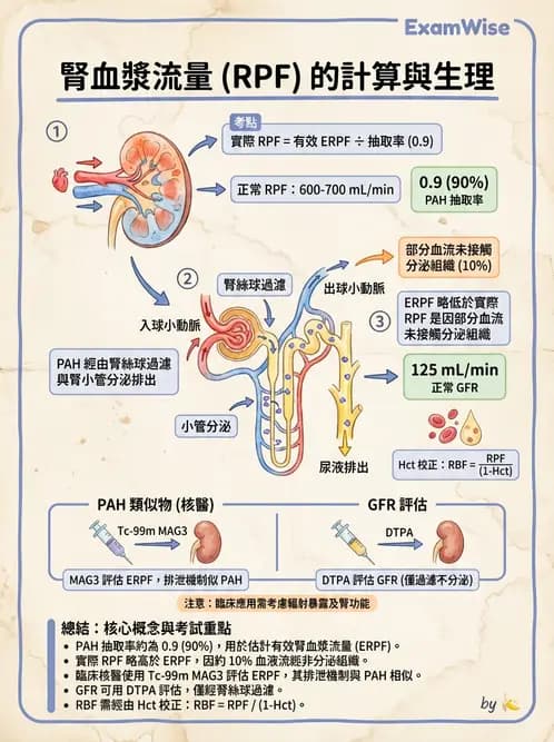 放射 - 腎臟生理 - AI 圖文解析預覽