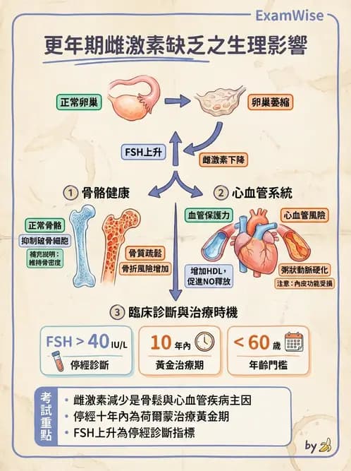 放射 - 生殖生理 - AI 圖文解析預覽