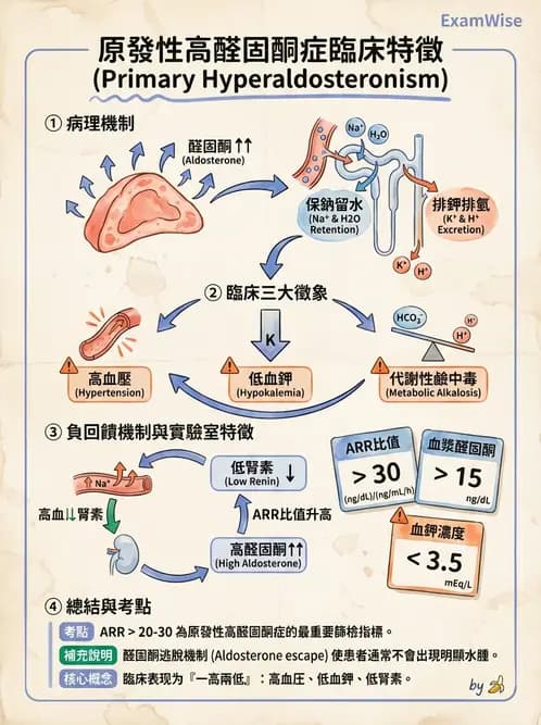 放射 - 內分泌生理 - AI 圖文解析預覽