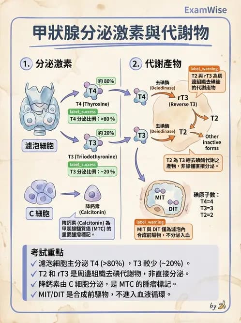 放射 - 內分泌生理 - AI 圖文解析預覽