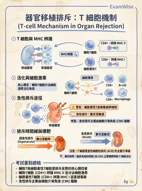 放射 - 血液及免疫生理 - AI 圖文解析預覽