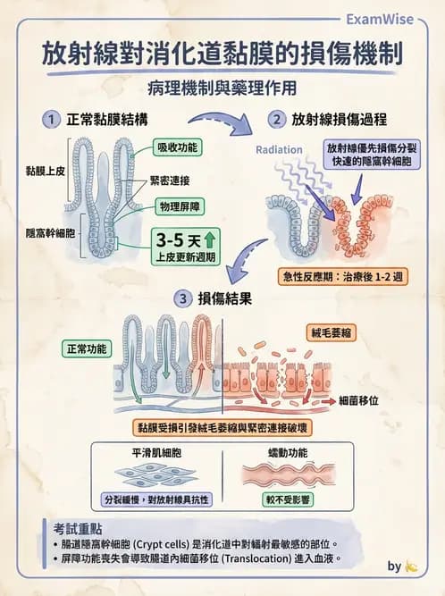 放射 - 胃腸生理 - AI 圖文解析預覽
