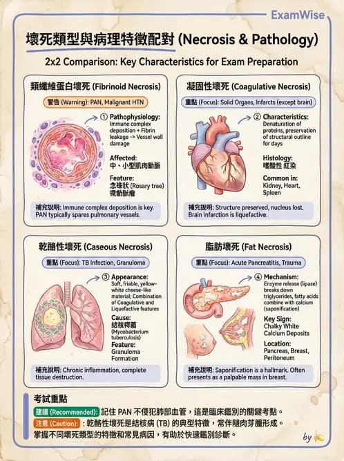 放射 - 感染、修復及其反應 - AI 圖文解析預覽