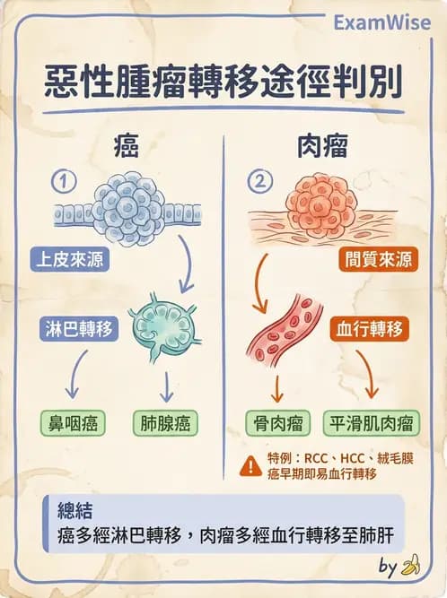 放射 - 惡性腫瘤 - AI 圖文解析預覽