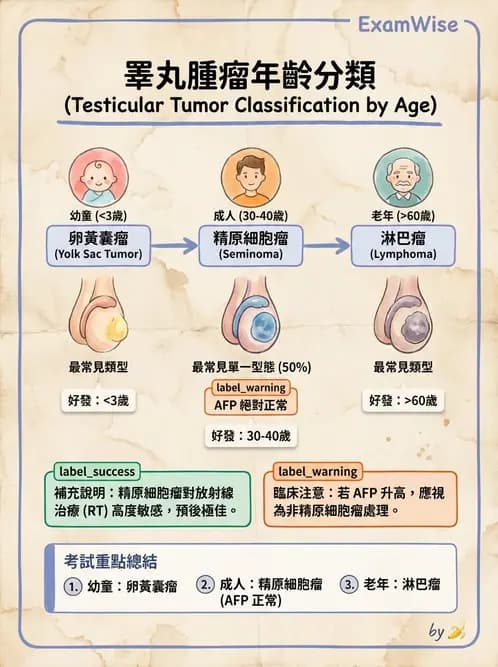 放射 - 生殖系統及乳房疾病 - AI 圖文解析預覽