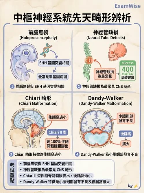 放射 - 神經系統疾病 - AI 圖文解析預覽