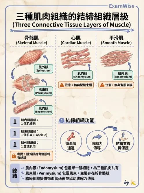 放射 - 軀幹、頸頭肌肉及肌肉組織學 - AI 圖文解析預覽