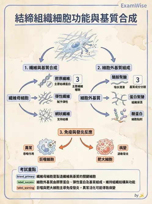 放射 - 細胞、組織與外皮系統 - AI 圖文解析預覽