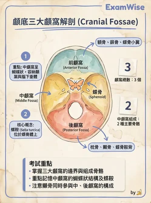 放射 - 骨骼系統 - AI 圖文解析預覽
