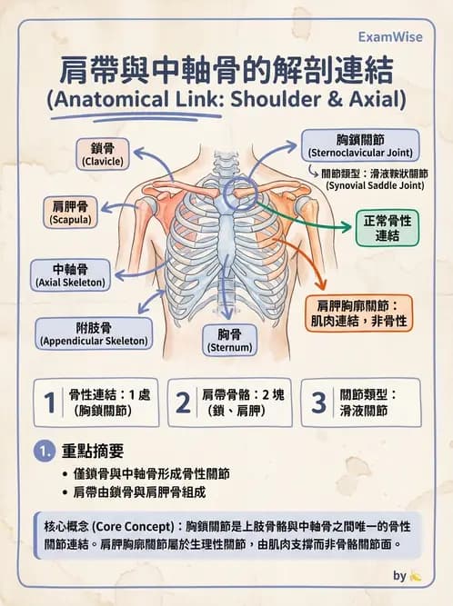 放射 - 骨骼系統 - AI 圖文解析預覽