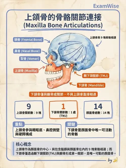 放射 - 骨骼系統 - AI 圖文解析預覽