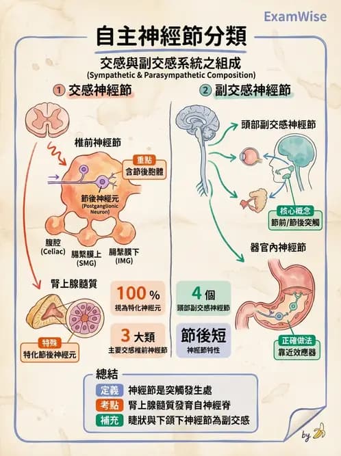 放射 - 自律神經系統 - AI 圖文解析預覽