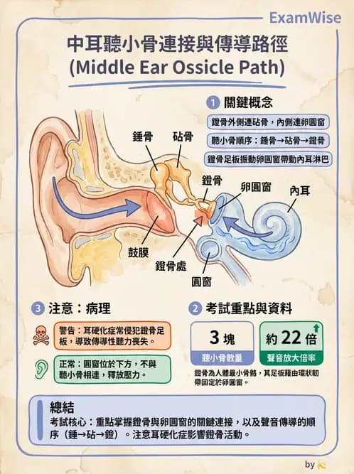 放射 - 特殊感官 - AI 圖文解析預覽