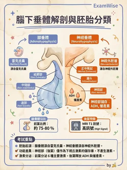 放射 - 內分泌系統 - AI 圖文解析預覽